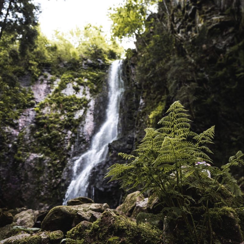 green moss on brown rocks near waterfalls during daytime