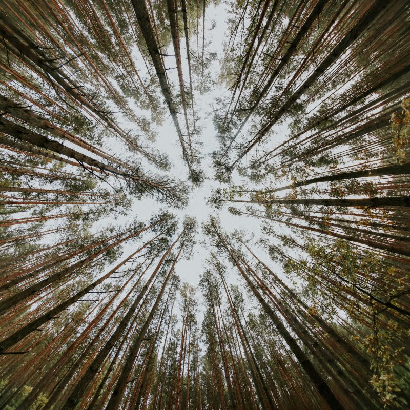 low angle photography of trees during daytime
