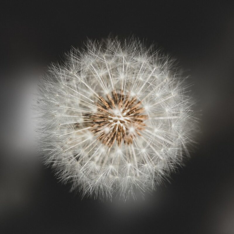 white dandelion in close up photography