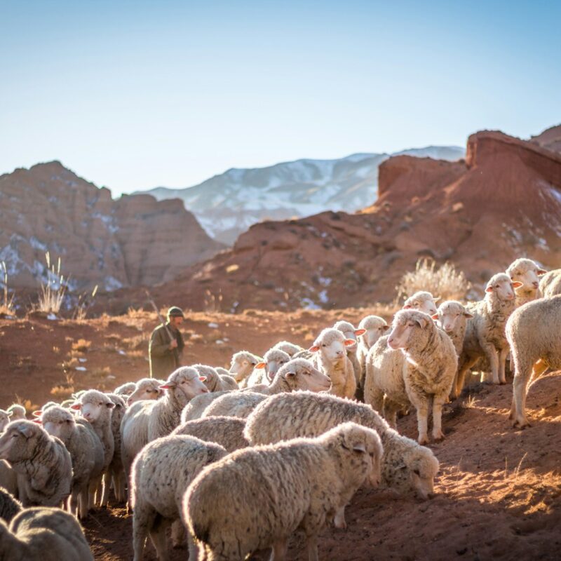 photo of herd of sheep