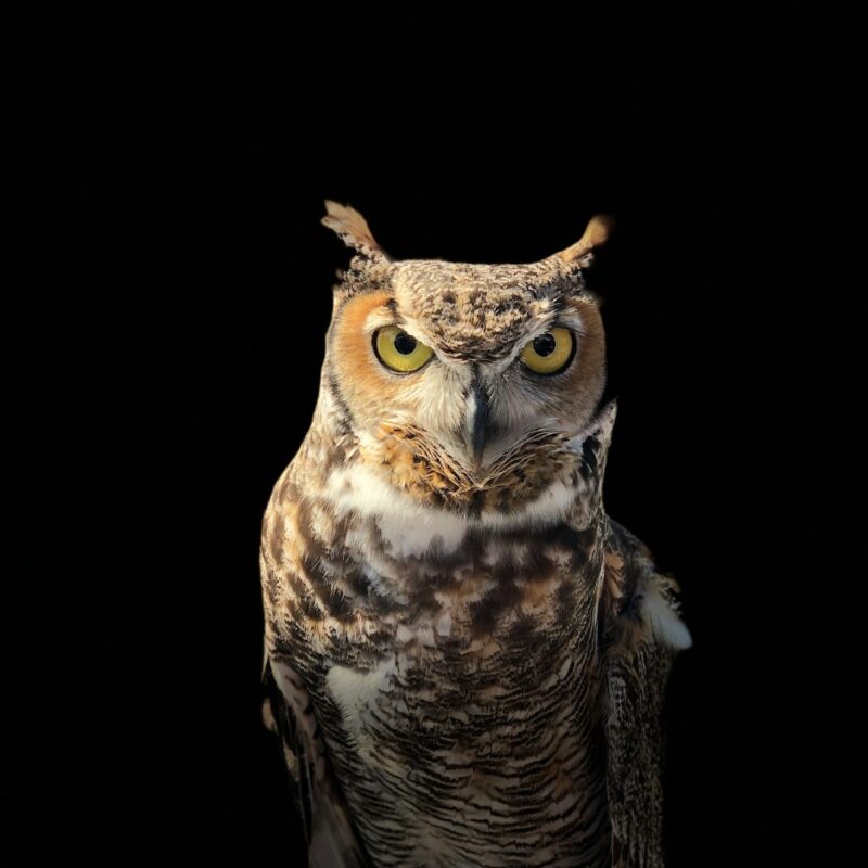 brown owl on a dark place