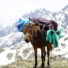 a brown horse standing on top of a snow covered mountain