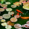 orange koi fish on water