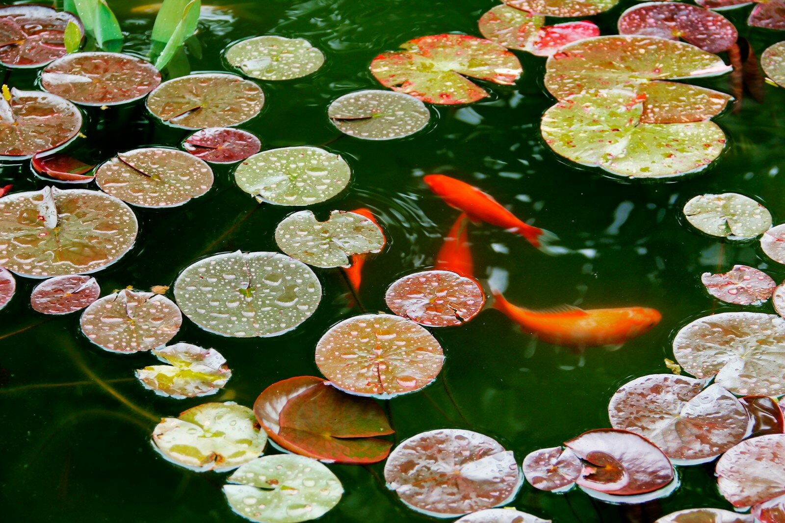 What’s in the Water?