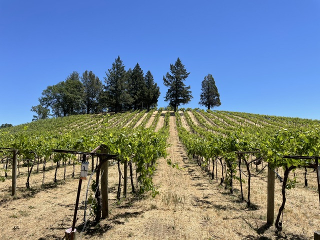 Just as I Have: Staying on the Vine, Abiding in a Post-Christian World-Part 3 of 3