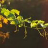 green leaves in tilt shift lens