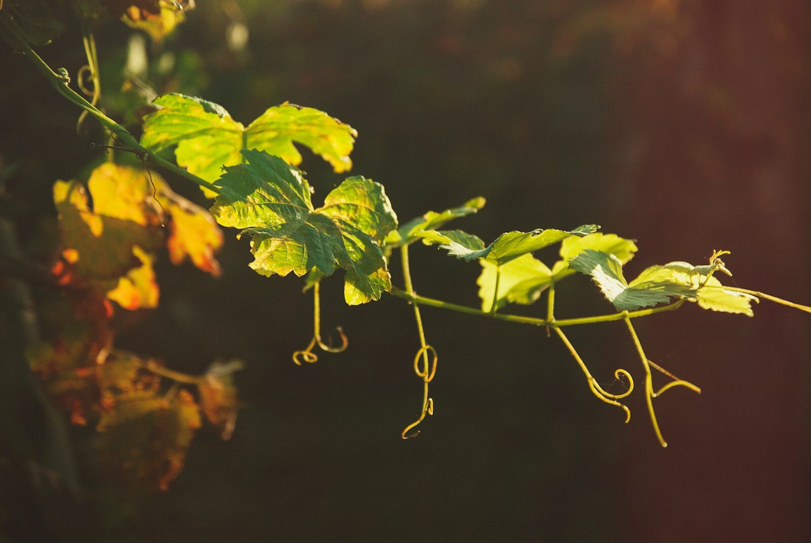 Just as I Have: What Jesus Meant by “Remain in My Love”- Reflections on John 15- Part 1 of 3